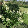 Hydrangea paniculata 'Tardiva' - Aedhortensia 'Tardiva' C5/5L